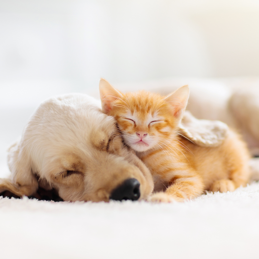 Warum guter Schlaf für Haustiere so wichtig ist!